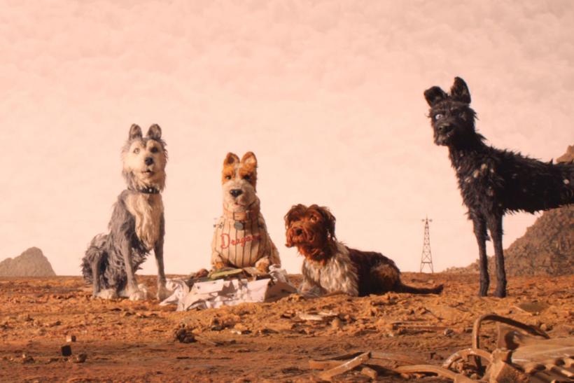 Vier honden in een woestijn.